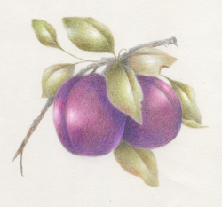 Plum Delight    e-packet